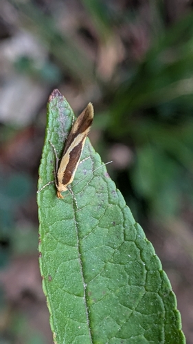 Harpella forficella