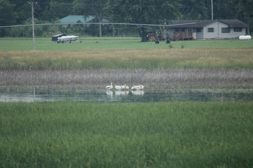 American White Pelican photographed in Michigan