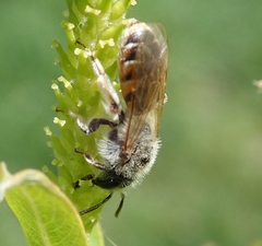 Andrena ventralis