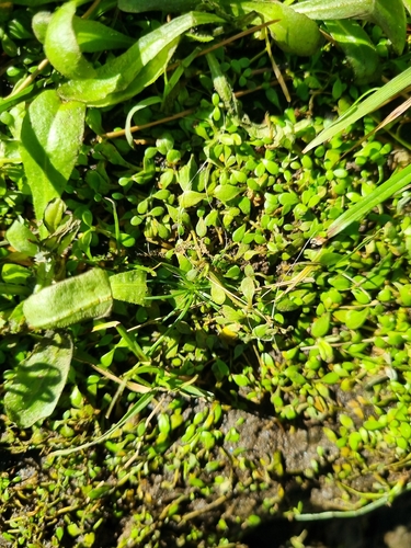 Glossostigma elatinoides observed 2026-06-30