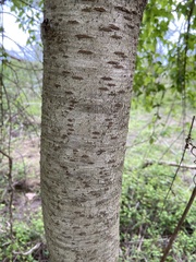 Prunus