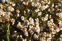 Erica capensis