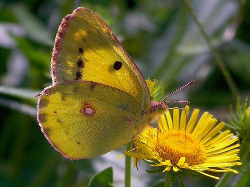Colias poliographus
