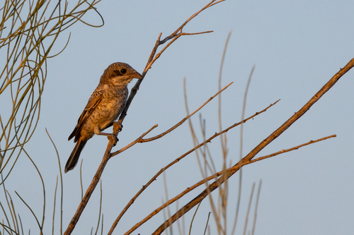 Woodchat Shrike