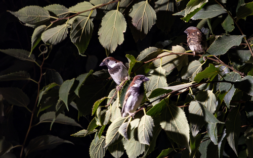 House Sparrow