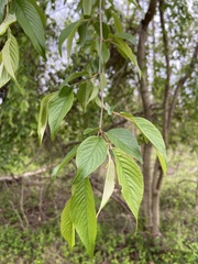 Prunus