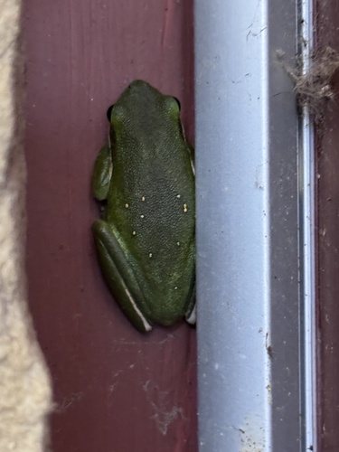 Featured image for “Green Treefrog”