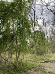 Prunus