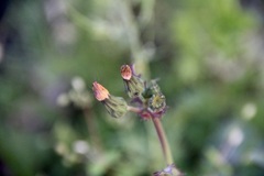 Sonchus oleraceus
