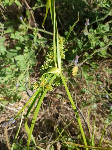 iNaturalist observation photo of tall flatsedge