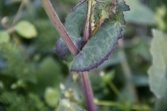 Sonchus oleraceus
