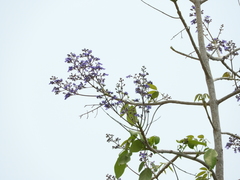 Vitex gaumeri