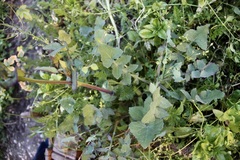 Sonchus oleraceus