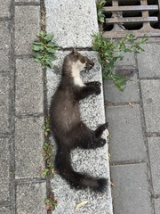 Stone Marten