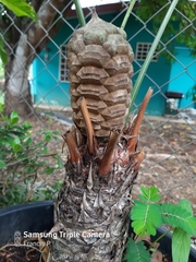 Zamia neurophyllidia