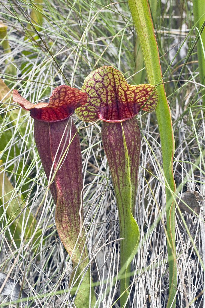 Sarracenia X naczii