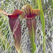 Sarracenia × naczii - Photo (c) Editoneer,  זכויות יוצרים חלקיות (CC BY-SA)