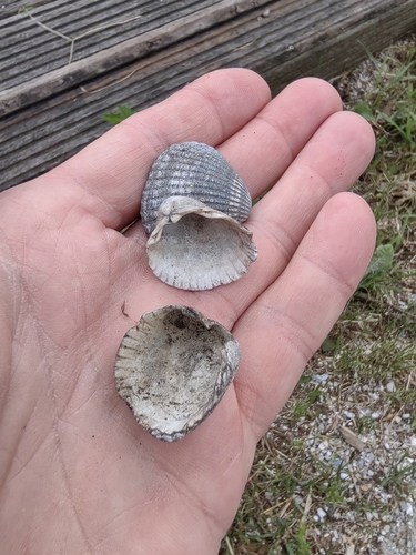 Common Cockle, Амстелвеен, Нидерланды, photo 5 of 10