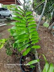 Zamia neurophyllidia