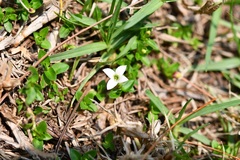 Arcytophyllum serpyllaceum