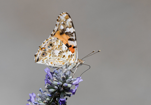 Painted Lady