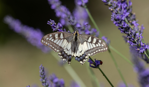 Old World Swallowtail