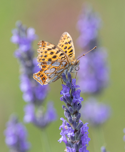 Queen of Spain Fritillary