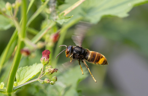 Vespa velutina nigrithorax