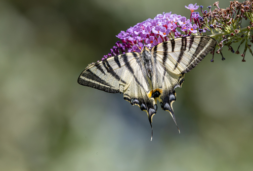 Scarce Swallowtail