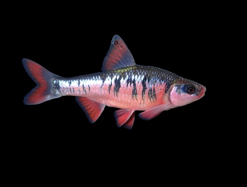 Kersrode glansvis (Luxilus cerasinus) — Cyprinidae