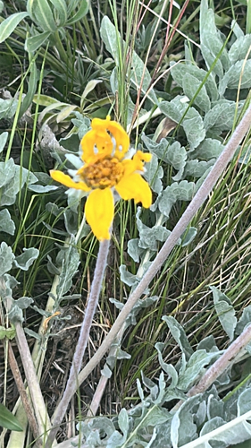 Balsamorhiza incana, 2026-06-30