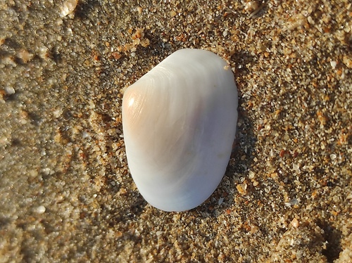 Macomopsis cumana observed 2026-06-30