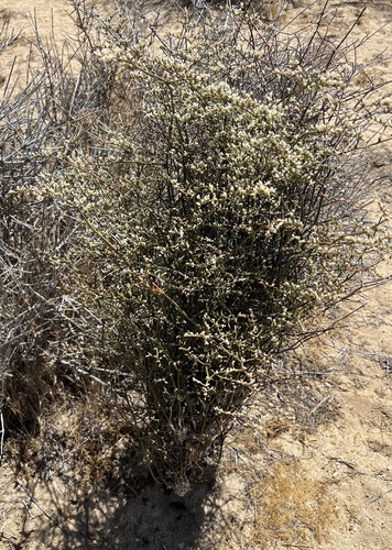 Eriogonum plumatella, photograph 6