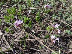 Claytonia lanceolata
