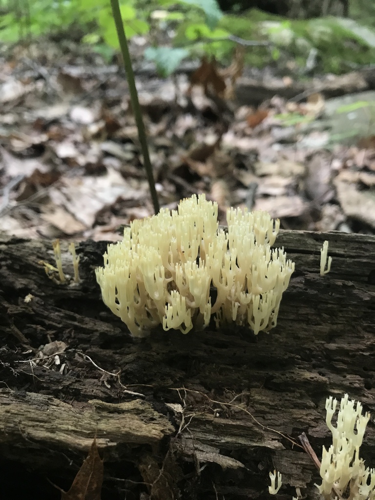 crown-tipped coral fungus · June 2026 · photo: Photo: (c) Matthew Rozanoff, some rights reserved (CC BY) · iNaturalist