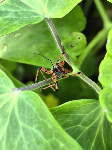 Rhynocoris iracundus