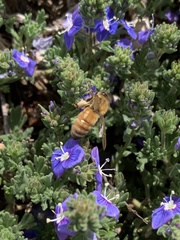 Veronica pectinata