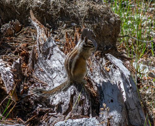 Long-eared Chipmunk observed by benjamis