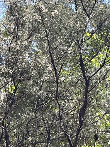 Bushy needlebush