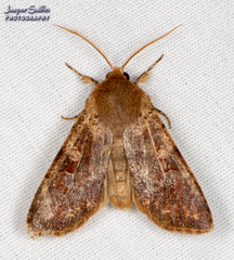 Orthosia rubescens
