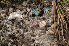 Dicentra uniflora