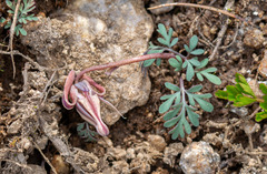 Dicentra uniflora, photograph author not stated, no rights reserved