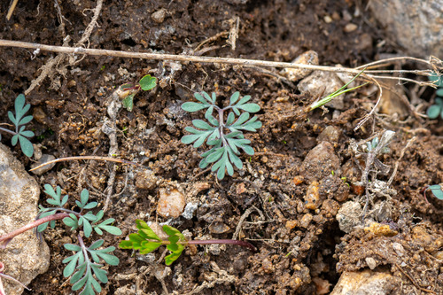 Dicentra uniflora, photograph 1