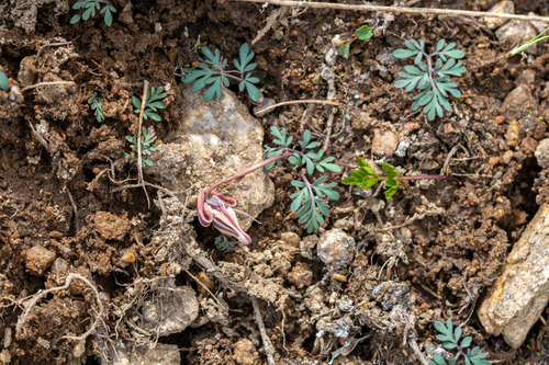 Dicentra uniflora, photograph 2