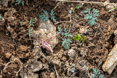 Dicentra uniflora, photograph author not stated, no rights reserved