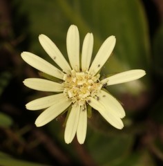 Gerbera piloselloides
