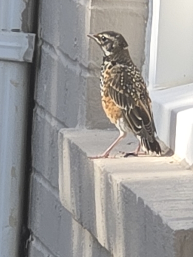 American Robin