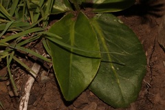 Gerbera piloselloides