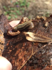 Bipalium pennsylvanicum