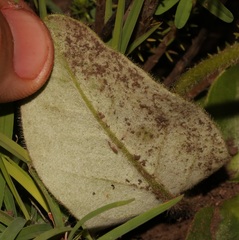 Gerbera piloselloides